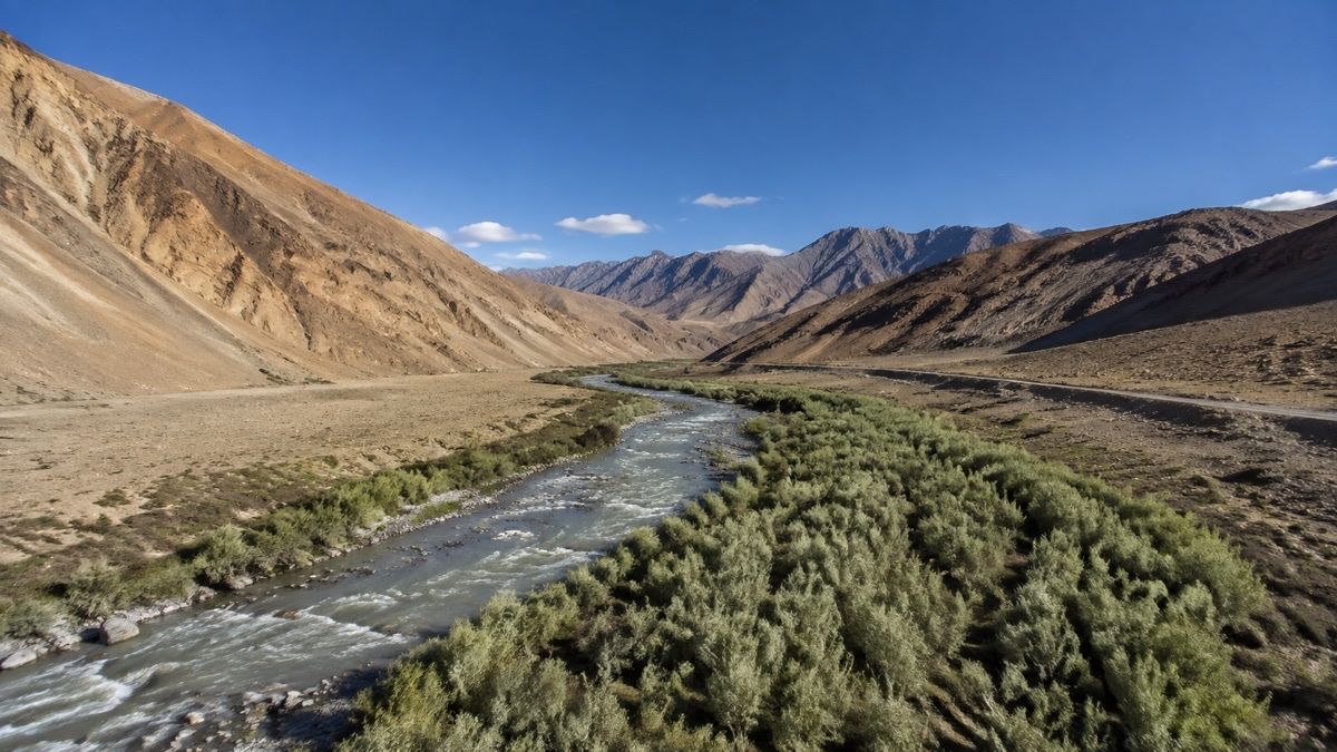 Sea buckthorn growing along a river in the Ladakh cold desert